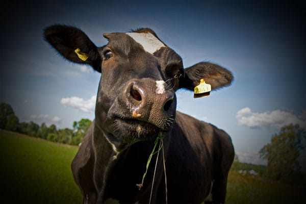 Виньетирование