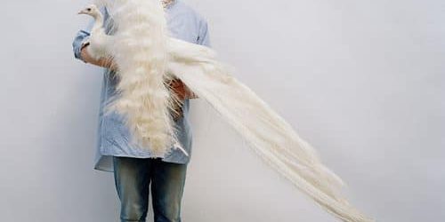 tim walker