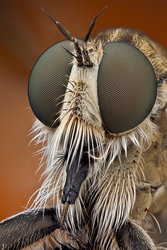 макрофотография