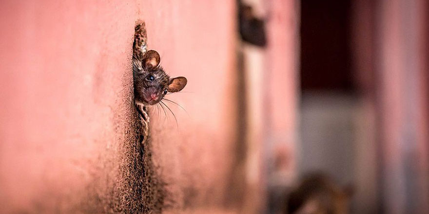 лучшие фото Nat Geo